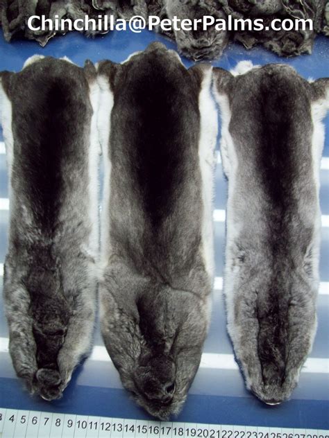 chinchilla fur pelt|chinchilla pelt prices.